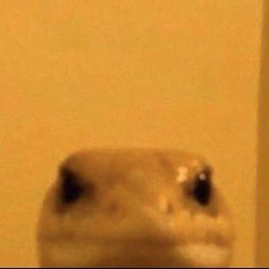 Meet your Posher, Isabella